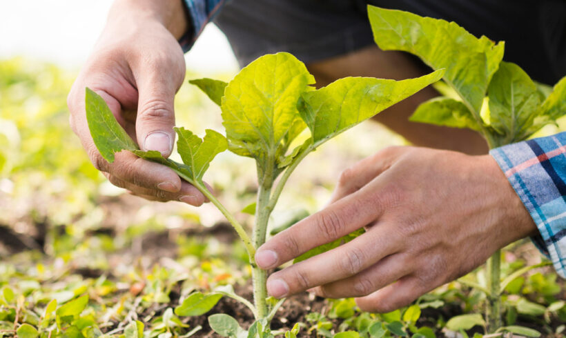 Imprese agricole: agevolazioni e bandi previsti nel 2024 Imprese agricole: agevolazioni e bandi previsti nel 2024
